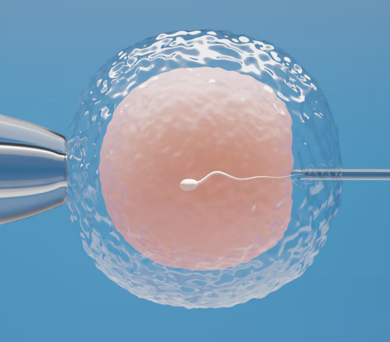 Image of a sperm cell entering an egg cell through ICSI